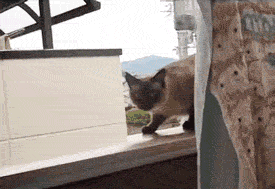 cat jump.gif